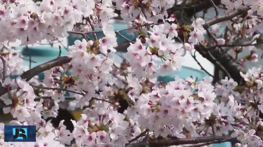 Reta final da floração de cerejeiras em Tóquio traz alerta sobre clima e economia