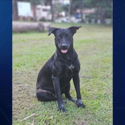 Bombeiro é investigado por matar cachorro a tiros em Goiânia