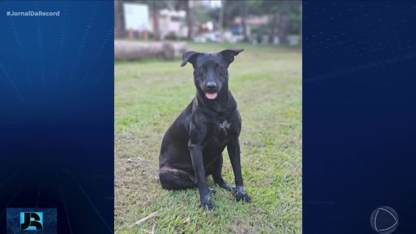 GO: bombeiro é investigado por matar cachorro a tiros em Goiânia