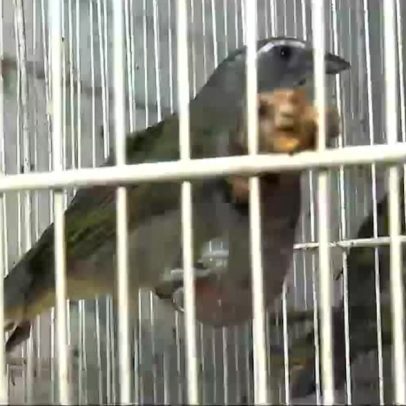 Tráfego de animais e plantas cresce, preocupando autoridades brasileiras