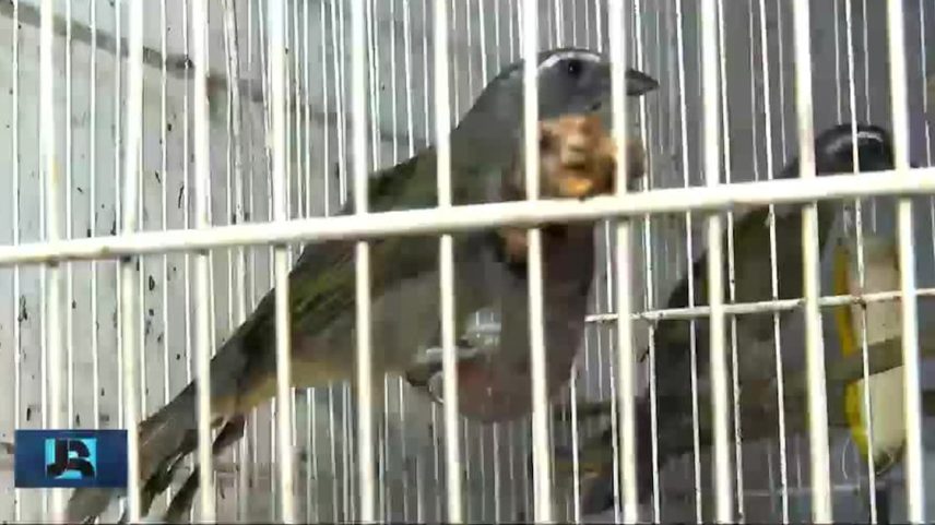 Aumento do tráfego de animais e plantas preocupa autoridades brasileiras