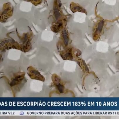 Picadas de escorpião sobem 183% em dez anos em São Paulo