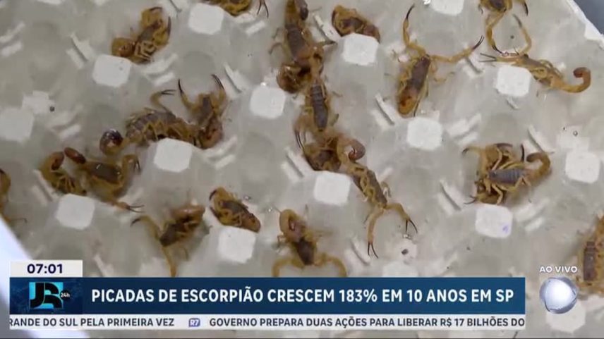 Picadas de escorpião crescem 183% em dez anos em São Paulo