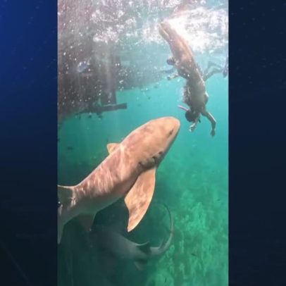 Vídeo mostra momento de mordida de tubarão em turista em Fernando de Noronha