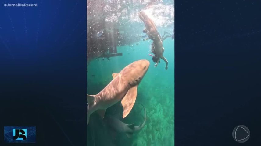 Novo vídeo mostra momento em que turista é mordida por tubarão em Fernando de Noronha (PE)