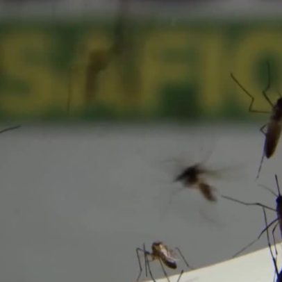 Chikungunya avança pelo Brasil com 24 mil casos prováveis em 2026