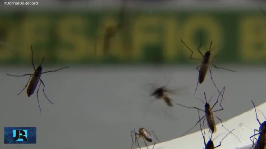 Chikungunya avança pelo Brasil e já tem 24 mil casos prováveis em 2026