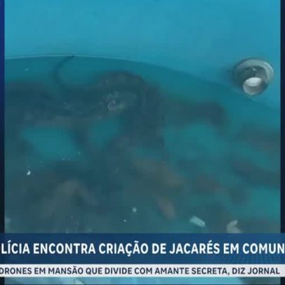 Polícia encontra criação de jacarés em comunidade no RJ