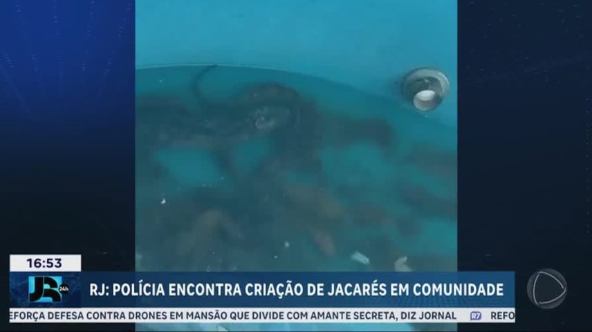 RJ: polícia encontra criação de jacarés em comunidade