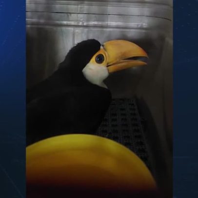 Preservação de aves continua após resgate com monitoramento de pesquisadores