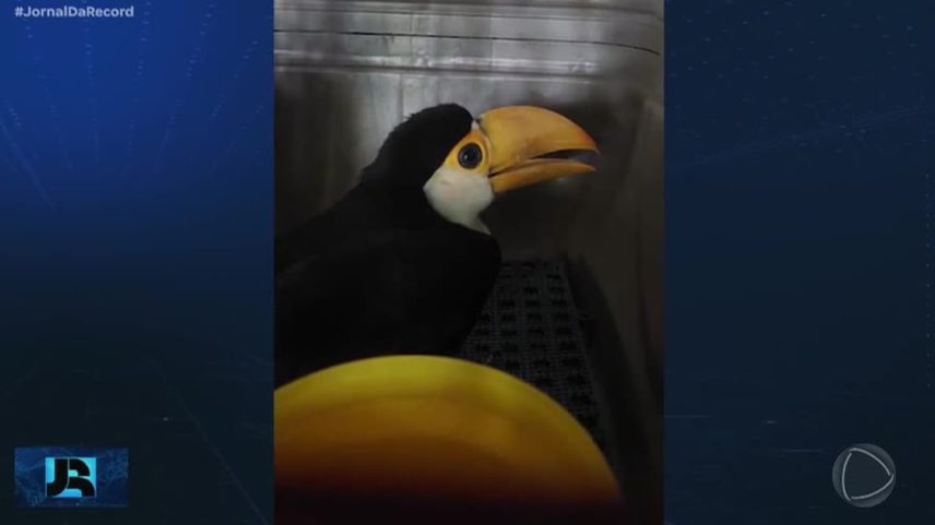 Trabalho de preservação das aves continua após resgate com monitoramento por pesquisadores