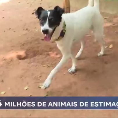 Nova lei autoriza guarda compartilhada de animais em separação