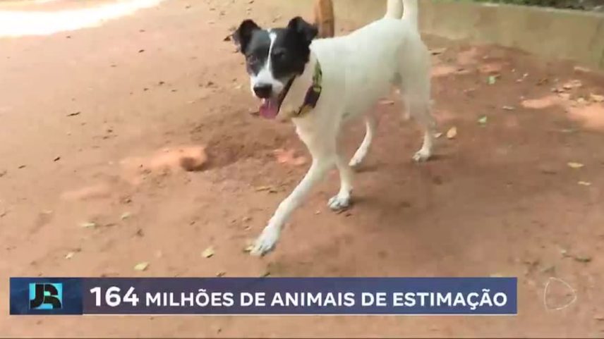 Nova lei permite guarda compartilhada de animais de estimação em caso de separação de casais