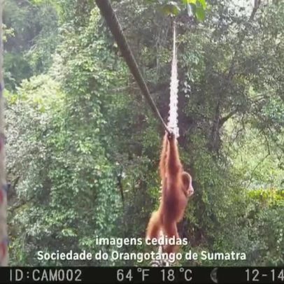 Orangotango-de-sumatra é visto pela primeira vez em ponte suspensa na Indonésia