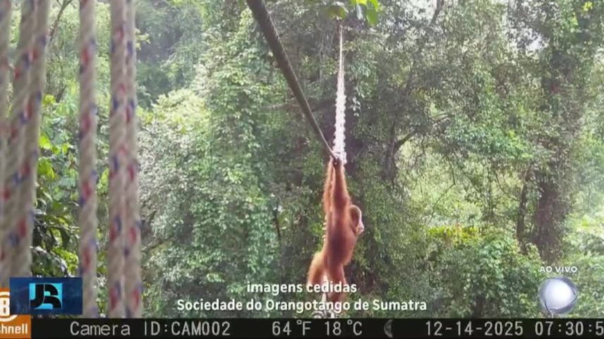 'Orangotango-de-sumatra' é visto pela primeira vez em uma ponte suspensa na Indonésia