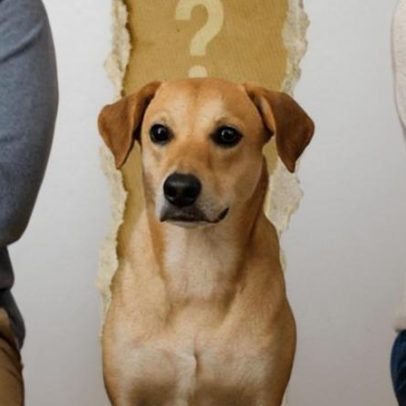 Lei sancionada institui custódia compartilhada de animais após divórcio