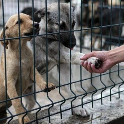 Canil pagará R$ 276 mil por maus-tratos a mais de 130 animais, diz TJ/SP
