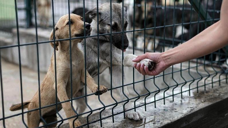 TJ/SP: Canil pagará R$ 276 mil de dano moral coletivo por maus-tratos a 131 cães e 4 gatos