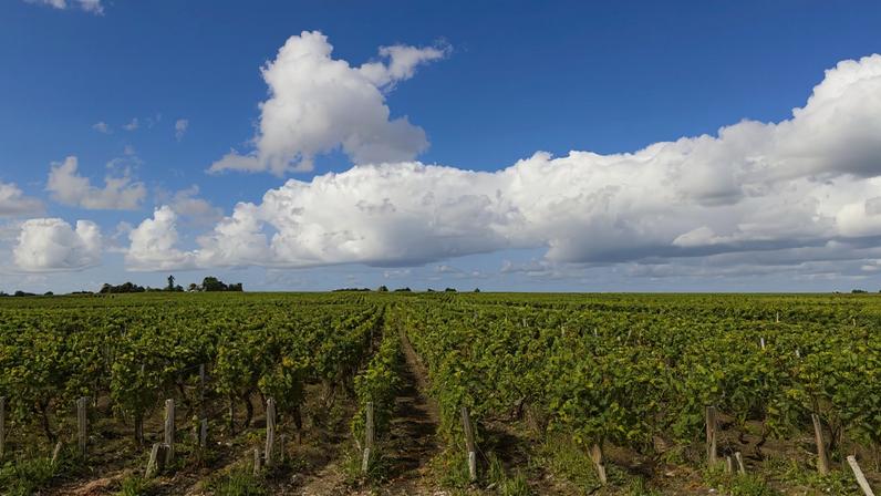 Typical vineyards near Saint-Estephe, Bordeaux, Aquitaine, France