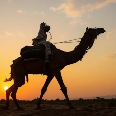 Homem é preso por usar camelos para contrabandear álcool ilícito em Delhi