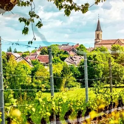 Brancos do Rhône ganham espaço no Reino Unido com aumento de produção e interesse