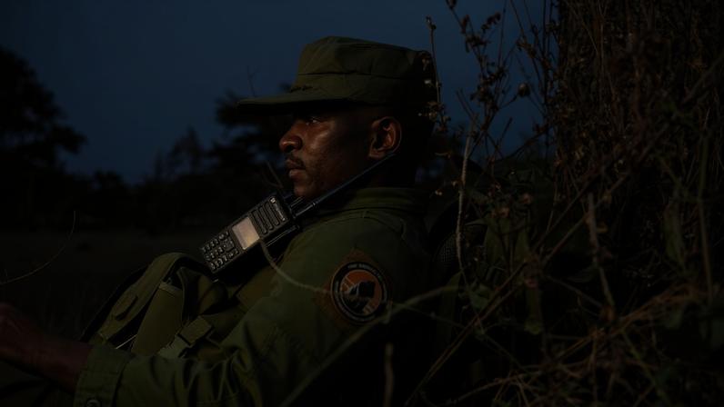 Fabrice, a ranger at Virunga National Park since 2013 and now a Deputy Sector Warden, pauses during a patrol. Virunga has lost more rangers than any other protected area in Africa, illustrating the human cost of conservation and raising the question of whether new conservation models can better protect both biodiversity and those charged with defending it.