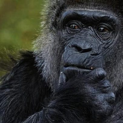 Gorila de cativeiro mais velho do mundo comemora aniversário na Alemanha