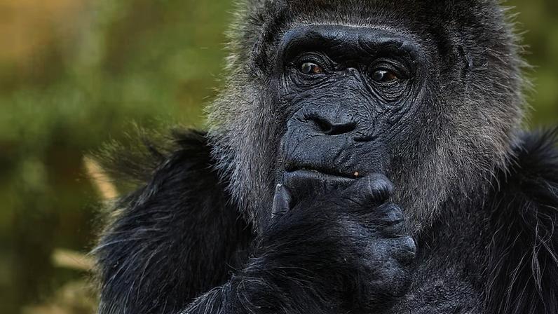 Fatou já atingiu uma idade bem acima da que gorilas que vivem na natureza e até mesmo em cativeiro costumam chegar