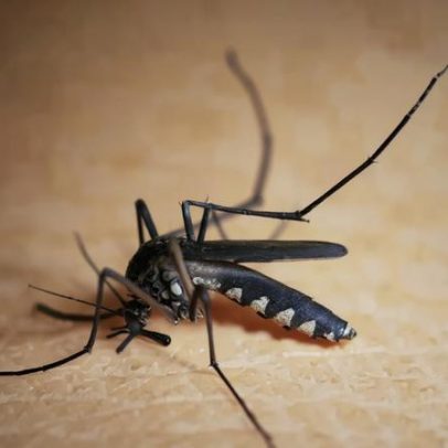 Especialista: metade dos casos graves de febre amarela pode levar à morte