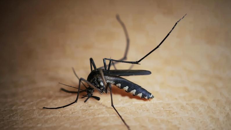 Especialista: metade dos casos graves de febre amarela pode levar à morte