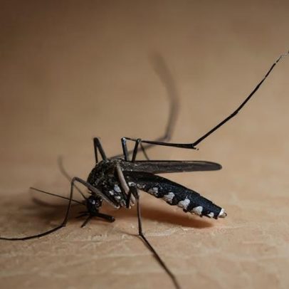 Estado de São Paulo confirma três casos de febre amarela; uma morte