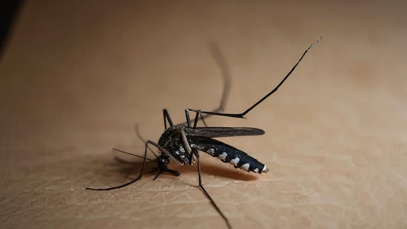 Febre amarela é transmitida por mosquitos do gêneros Haemagogus e Sabethes, na forma silvestre, e pelo Aedes aegypti
