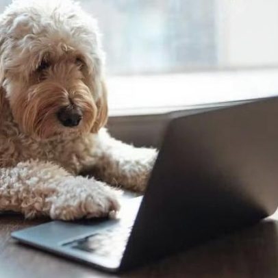 Estamos próximos de entender o que os animais querem comunicar