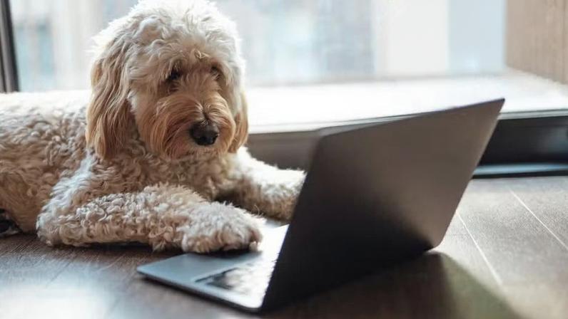 Ferramentas de inteligência artificial estão ajudando a compreender a língua dos animais — Foto: BBC News fonte