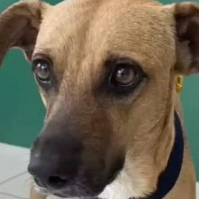 Cachorro resgatado no Ceará é adotado e vai morar na Suíça