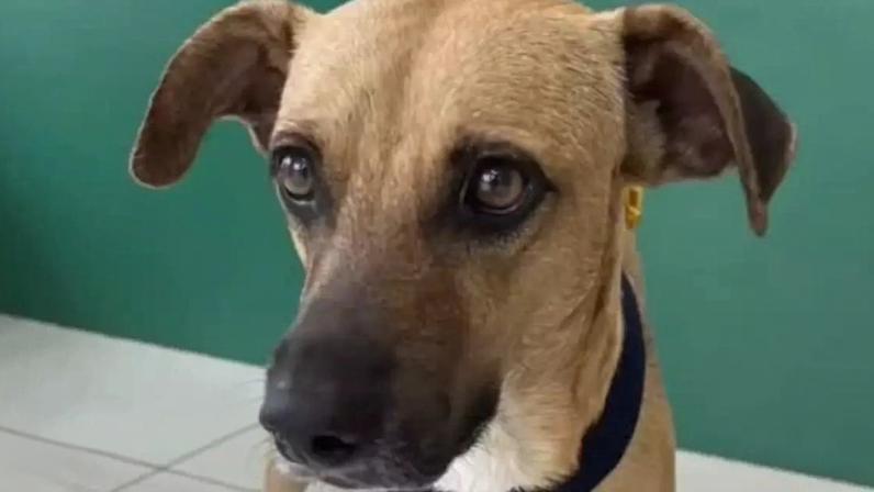 Cachorro resgatado no Ceará é adotado e vai morar na Suíça