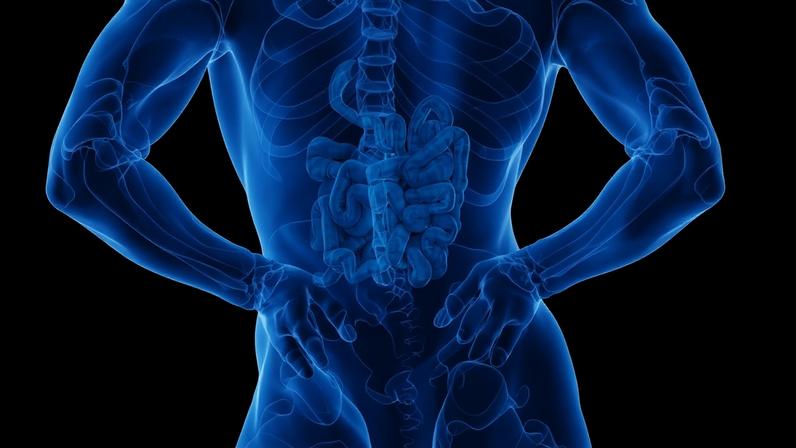 Ilustração colorida de intestino