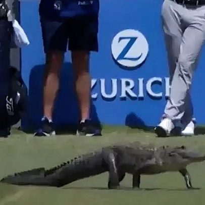 Jacaré invade gramado e rouba a cena na final de golfe