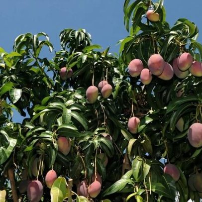Janaúba se destaca como vitrine da inovação e dos negócios da fruticultura