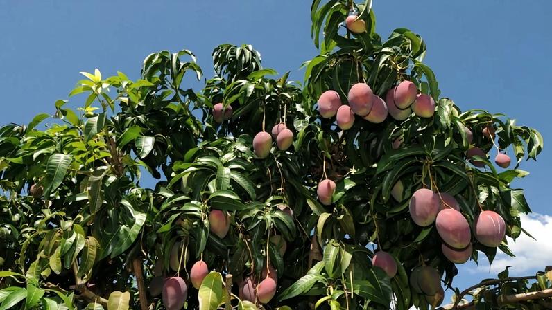 Janaúba vira palco da inovação e dos negócios na maior vitrine da fruticultura nacional