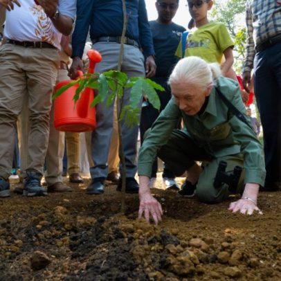 Hoje é o Dia de Jane Goodall, o movimento continua