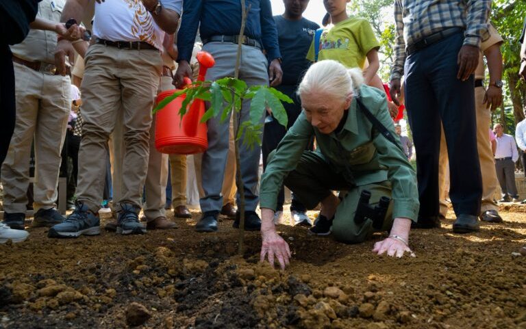 Hoje é o Dia de Jane Goodall, o movimento continua