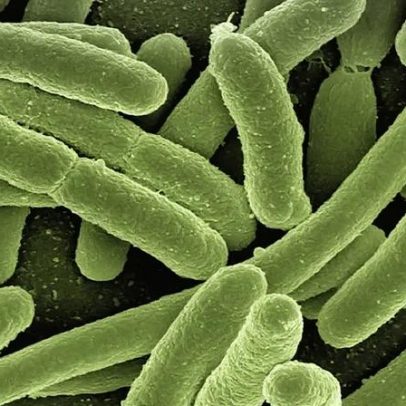 Fórmula de hidrogel brasileira combate superbactérias