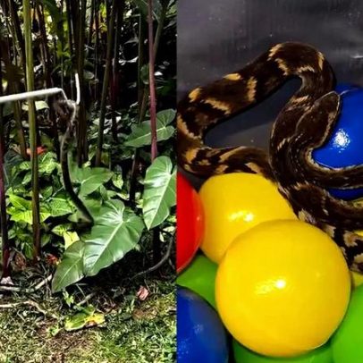 Jararaca é resgatada de piscina de bolinhas em restaurante na Grande SP