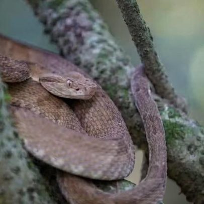 Ilha das Cobras abriga duas espécies no ecossistema local