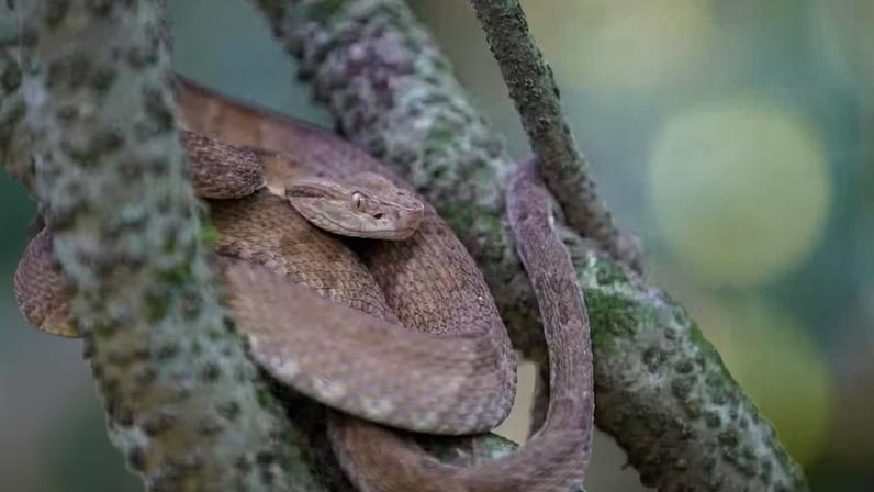 Jararaca ilhoa vive entocada em árvores da Ilha da Queimada Grande, no litoral de SP, conhecida como 'Ilha das Cobras'