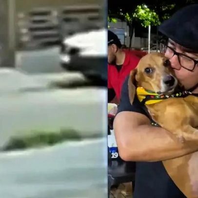 Cão que teve 40% do corpo queimado em Goiás aparece bem e recebe carinho