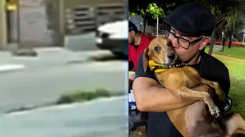 Cão que teve 40% do corpo queimado em Goiás aparece bem e recebe carinho