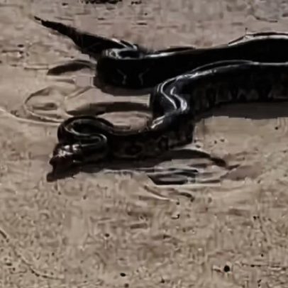 Jiboia encontrada na areia de praia no Grande Recife