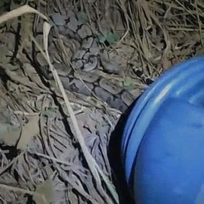 Jiboia é capturada após atacar galinhas em quintal em Januária